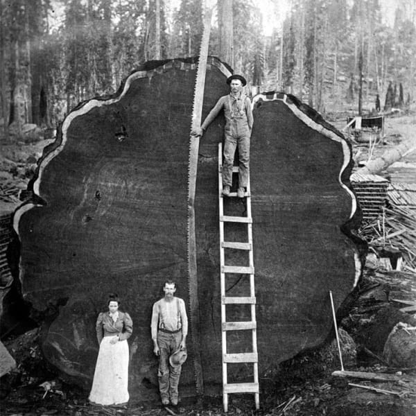 Tăietori de sequoia