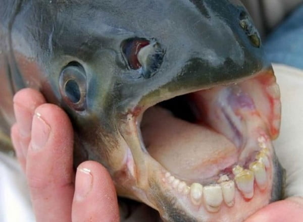 Pește cu dinți de om