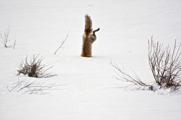 O vulpe roșie vânează un șoarece ascuns sub zăpadă