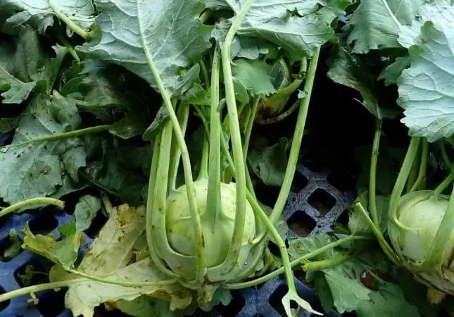 Legume - Kohlrabi (gulie)