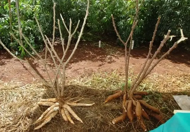 Manioc (cassava)