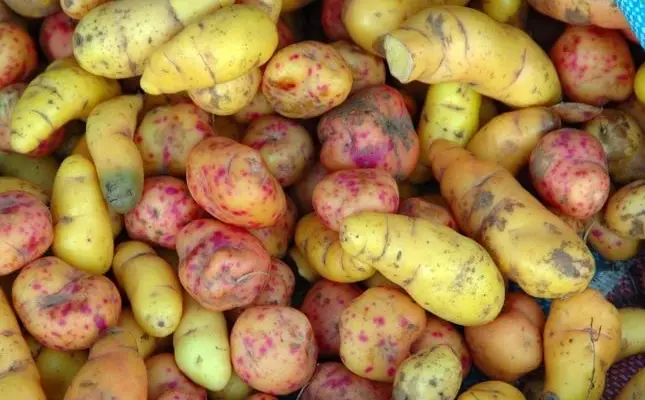 Legume - Oca