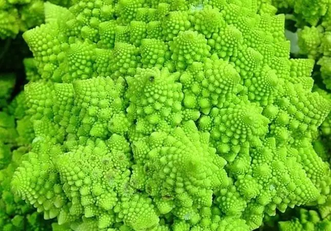 Legume - Romanesco