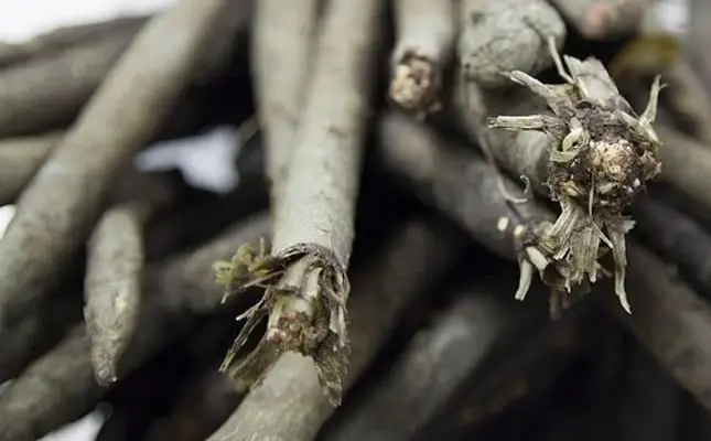 Legume - Salsify (barba-caprei)