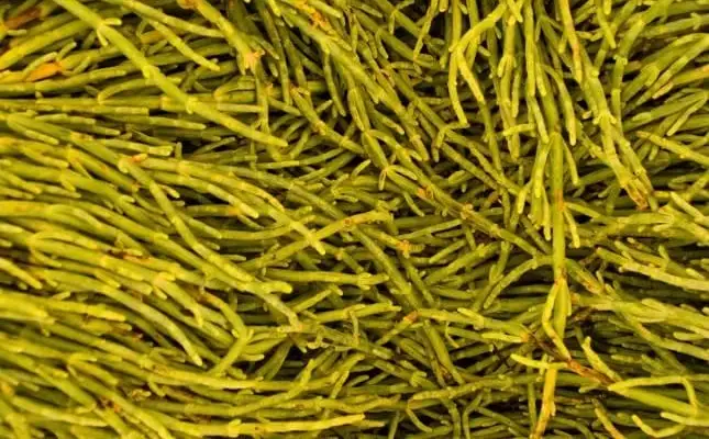 Legume - Samphire