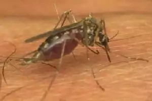 Insecte modificate genetic - Febra Dengue