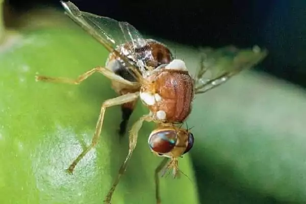 Insecte modificate genetic - Musca de măslin