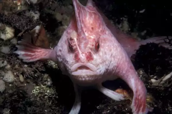 Creaturi marine ciudate - Peștele roz