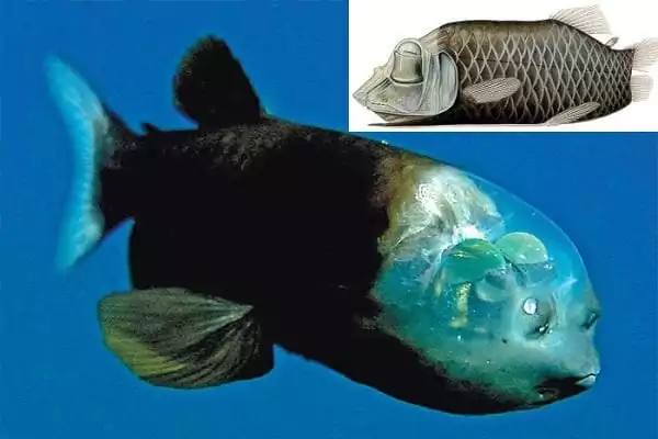 Creaturi marine ciudate - Peștele stafie