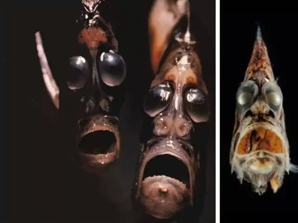 Creaturi marine ciudate - Peștele topor 1