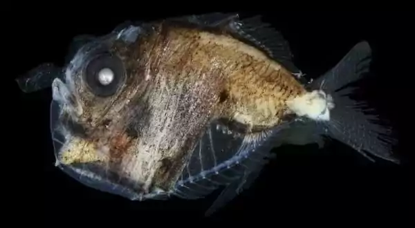 Creaturi marine ciudate - Peștele topor