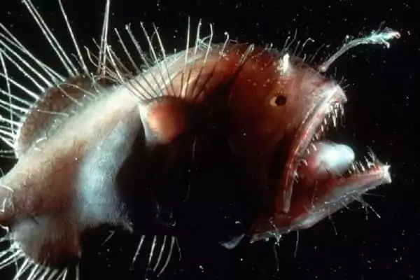 Creaturi marine ciudate - Peștele undițar