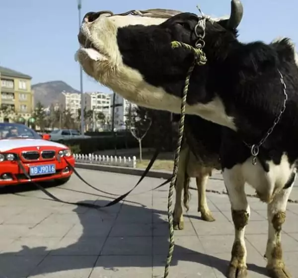 BMW tras de vacă