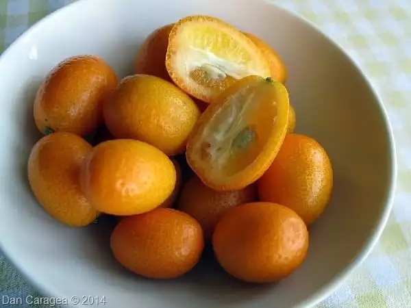 Fructe - Kumquat