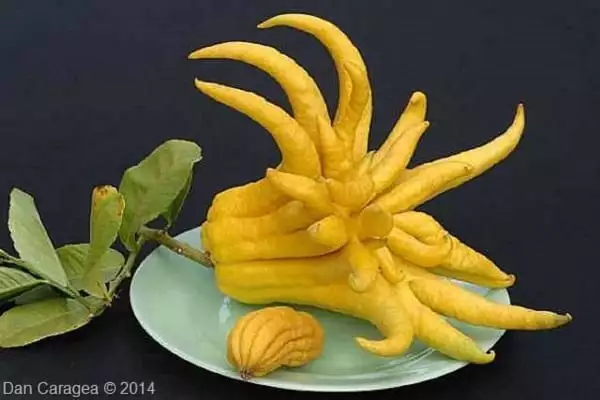 Fructe - Mâna lui Buddha