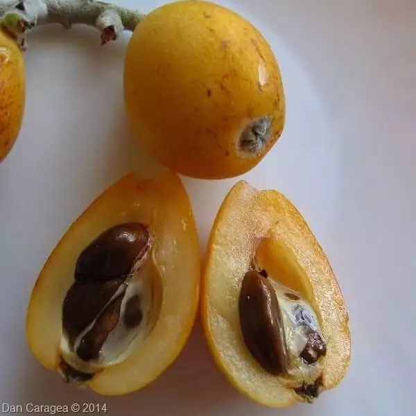 Fructe - Moșmon japonez