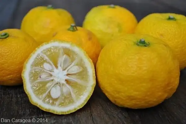 Fructe - Yuzu
