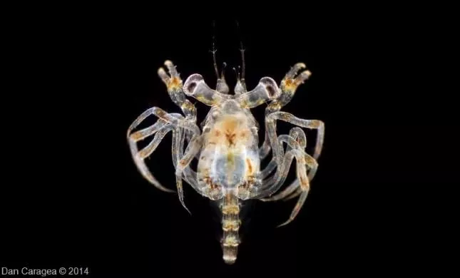 Plancton - Larvă de crab