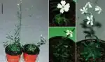 Renașterea unei plante