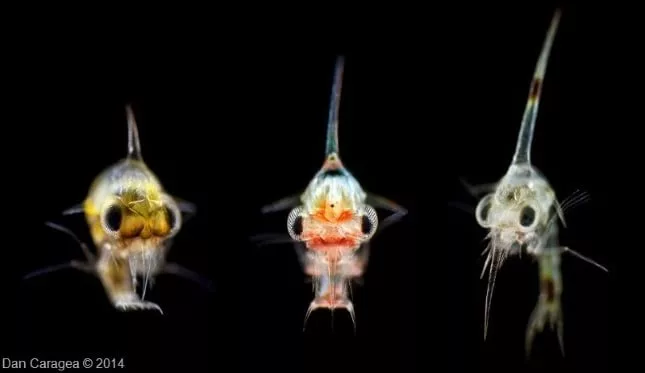 Plancton - Un vierme, o larvă de păianjen și un păianjen crab