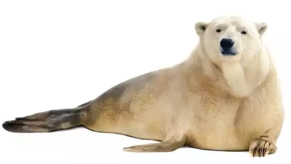 Urs polar și focă