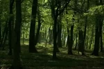 Plimbare prin pădure