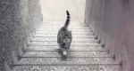 Pisica urcă sau coboară?