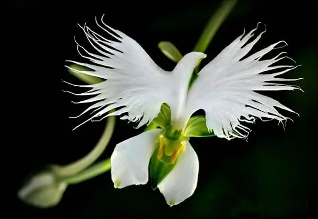 Cele mai neobișnuite flori - Egreta albă