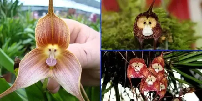 Cele mai neobișnuite flori - Față de maimuță