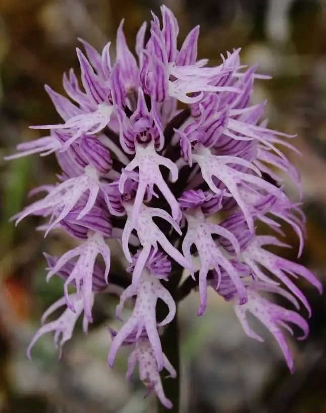 Cele mai neobișnuite flori - Orhideea omuleți goi