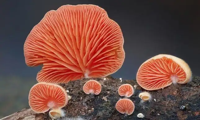 Cele mai frumoase ciuperci - Crepidotus