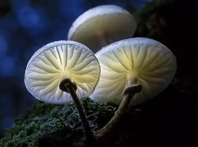 Ciuperca din porțelan (Oudemansiella mucida)