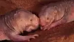 Cârtița-șobolan