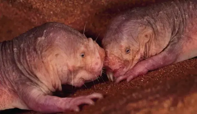 Animale imune la cancer - Cârtița-șobolan