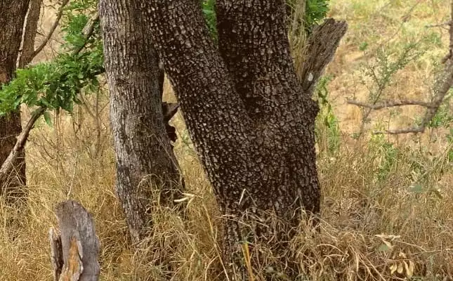 Vietăți camuflate - Leopard