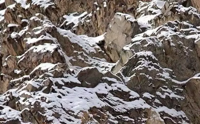 Vietăți camuflate - Leopardul zăpezilor