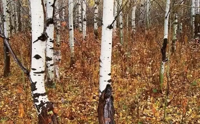 Vietăți camuflate - Lup în pădure