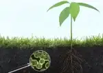 Micro-biomul solului