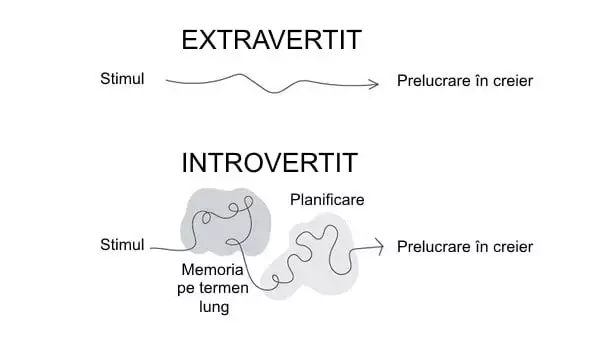 Cum se comportă creierul unui introvertit