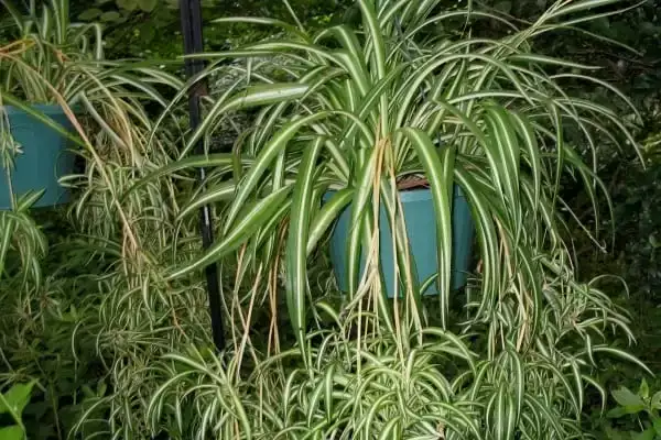 Plante care purifică aerul - Planta-păianjen