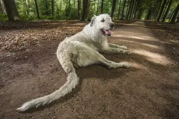 Câinele cu cea mai lungă coadă