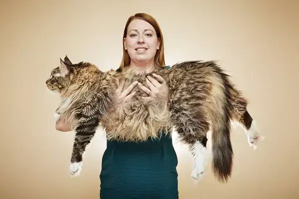 Cea mai lungă pisică