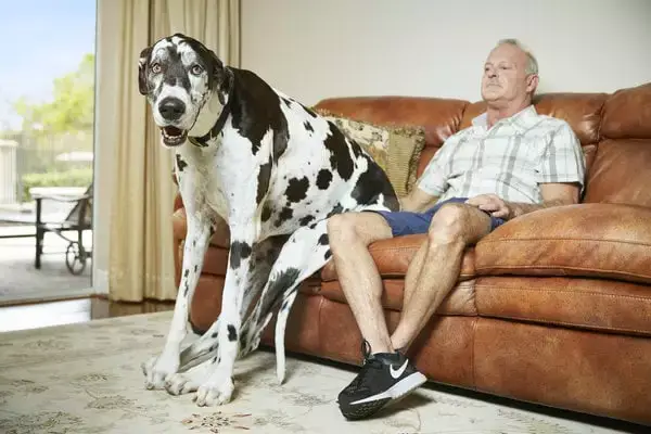 Cel mai înalt câine