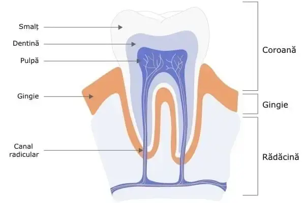 Regenerarea dinților