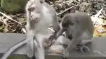 Un maimuțoi indiferent