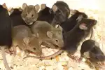Experiment cu șoareci