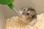 Hamsterul - campionul absolut