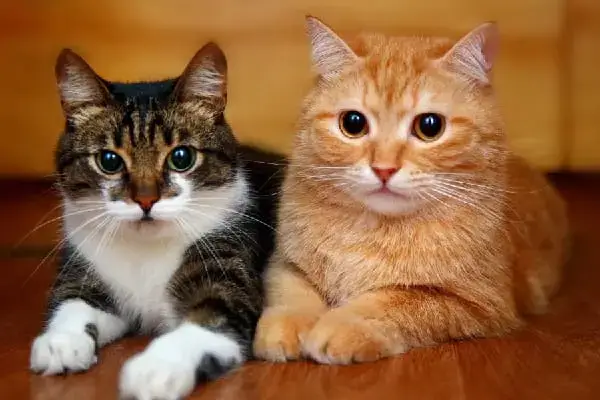 Pensie alimentară pentru pisici