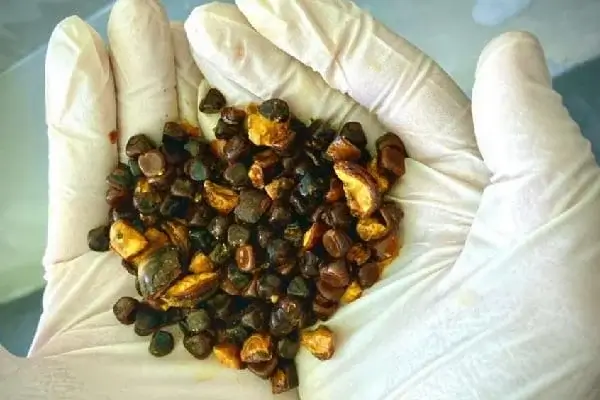 Pietrele biliare de la vaci